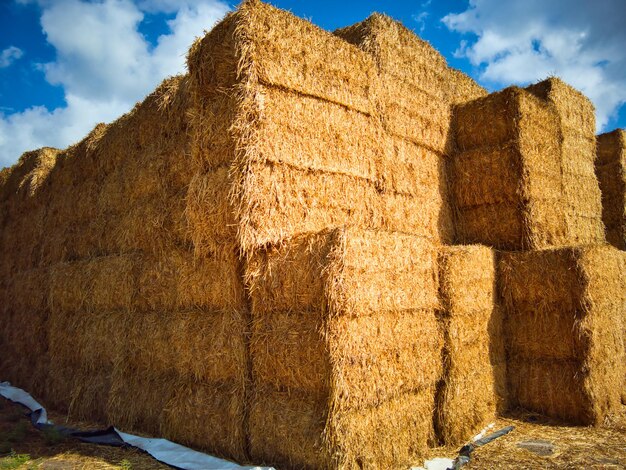 A beautiful photo of a large haystack at kfar masaryk in northern israel