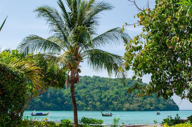 Beautiful photo of palm trees and sea view