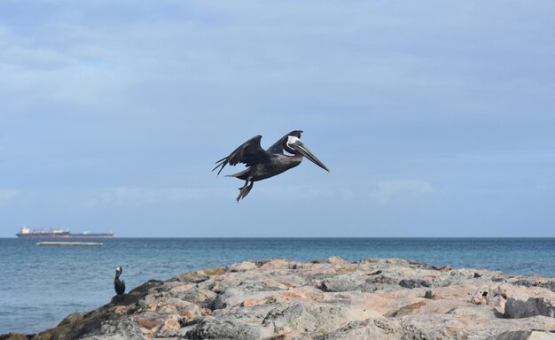 Bella foto di un pellicano che vola ad aruba