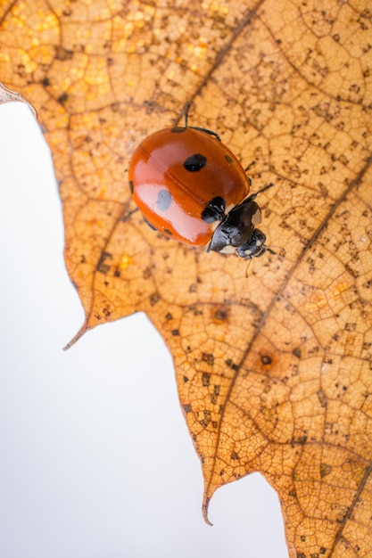 Beautiful photo of red ladybug walking on a dry leaf