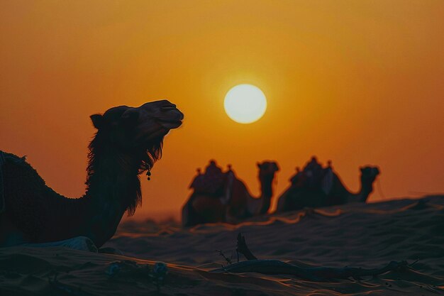 사막 에서 해가 지는 배경 에 낙타 의 실루 이 그려진 아름다운 사진