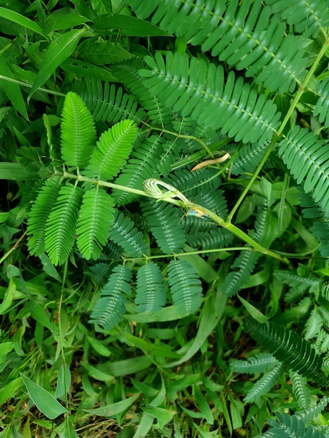 beautiful photo of a violet grasshopper on a leaf