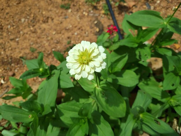 Photo beautiful photo of white zinnia flowers blooming in the garden