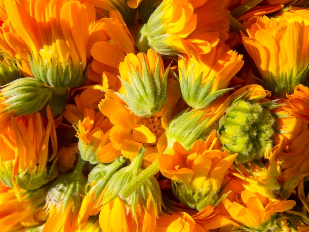 Foto bella foto con fiori calendula.