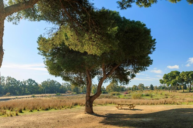 Beautiful photographs of a field in malaga with trees and vegetation