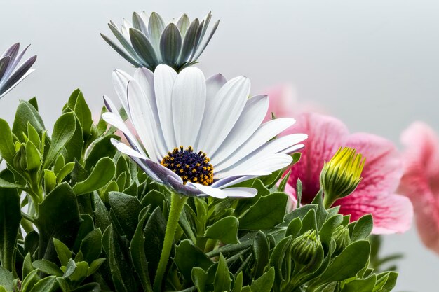 白い背景に花の美しい写真と大量の詳細なマクロ写真