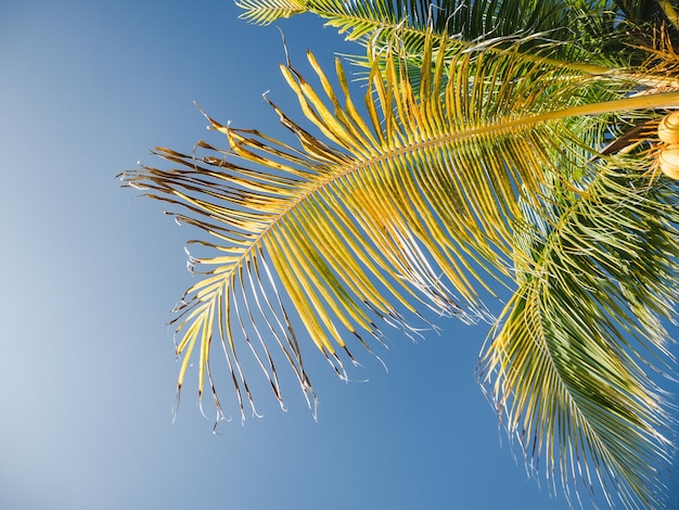 Beautiful photos of deserted beaches and palm trees on the Caribbean coast. Closeup, no people. Leisure and travel concept