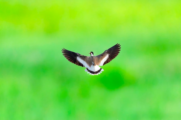 beautiful photos of red wattled lapwing