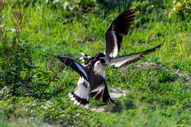 beautiful photos of red wattled lapwing