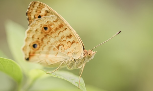 A beautiful picture of butterfly