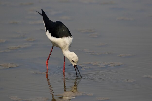 Beautiful Pied Stilt bird walking for food in the swamp