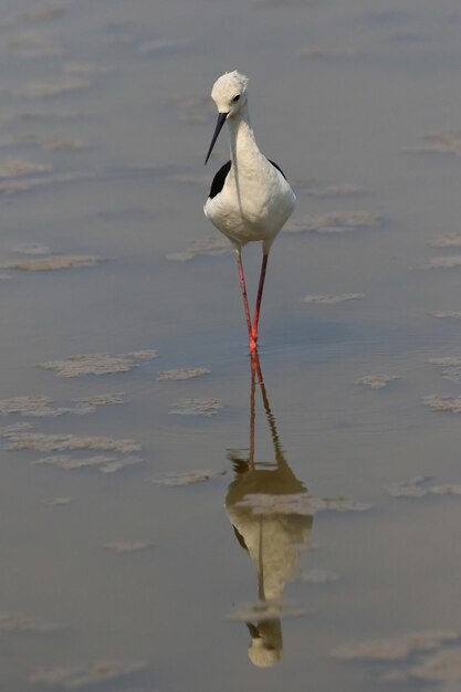 Beautiful Pied Stilt bird walking for food in the swamp