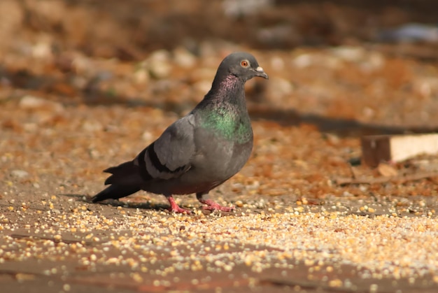 Photo beautiful pigeon bird standing on the street