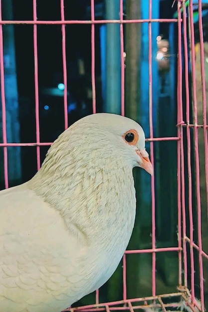 Beautiful pigeon in the cage