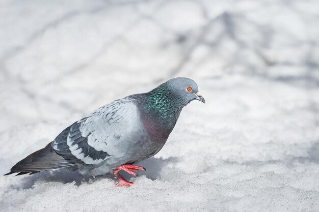 A beautiful pigeon sits on the snow in a city park in winterx9