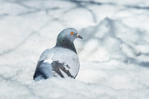 冬の都市公園の雪の上に美しいハトが座っているx9