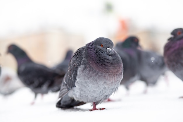 아름다운 비둘기는 겨울에 도시 공원의 눈 속에 앉아 있습니다. 공원에서 광장에 겨울에 비둘기의 닫습니다. 추운 새들이 사람들의 음식을 기다리고 있습니다.