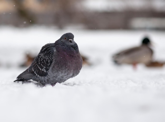 冬には、美しい鳩が都市公園の雪の中に座っています。公園の広場で冬のハトのクローズアップ。寒い鳥が人からの餌を待っています。