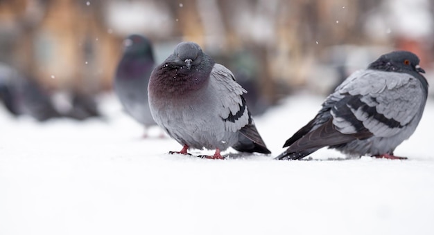 Beautiful pigeons sit in the snow in the city park in winter. Close up of pigeons in winter on the square in the park. Birds in the cold are waiting for food from people.