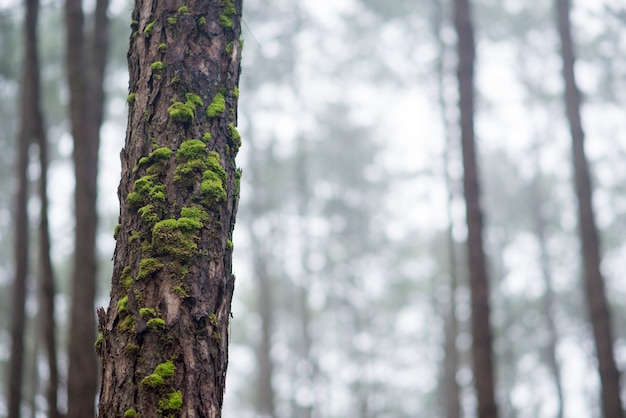 Beautiful Pine bark in pine forest with moss