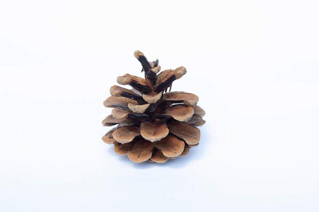 Beautiful pine cone closeup on a white background Isolate