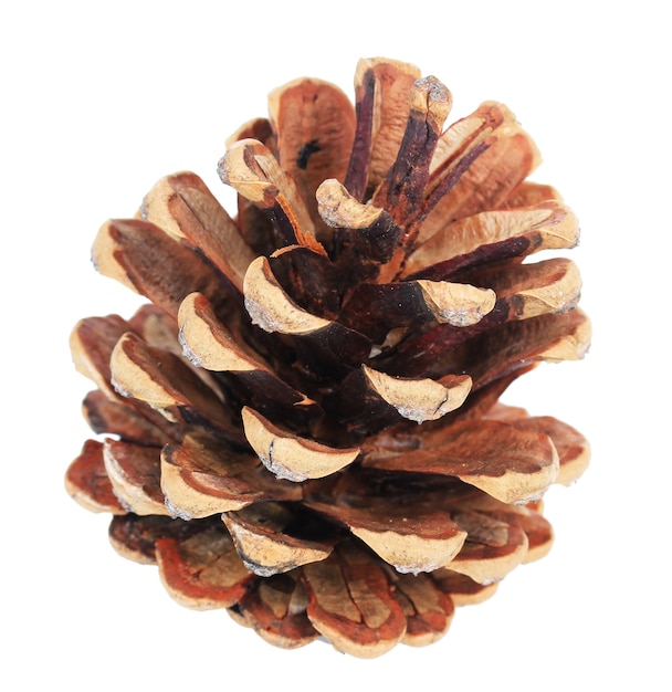 Beautiful pine cone isolated on white