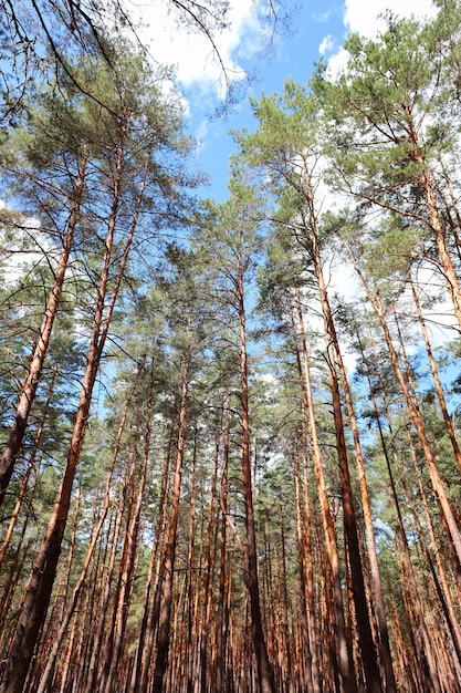 Beautiful pine forest smooth pillars trees grow in rows