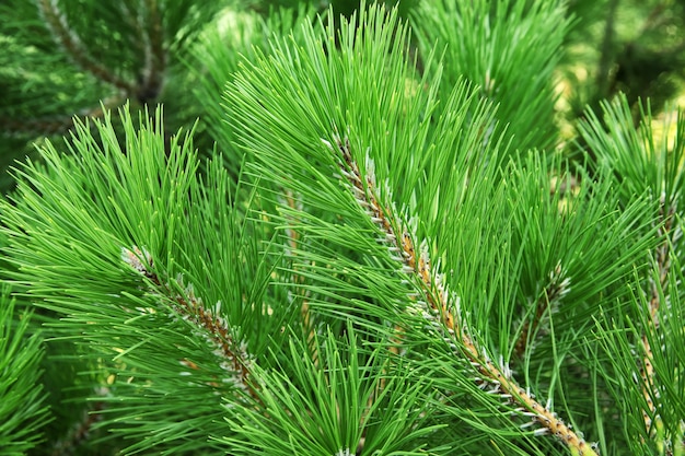 Beautiful pine tree branches, closeup. Christmas concept