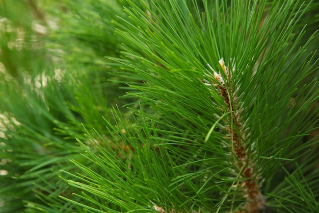 Beautiful pine tree branches, closeup. Christmas concept