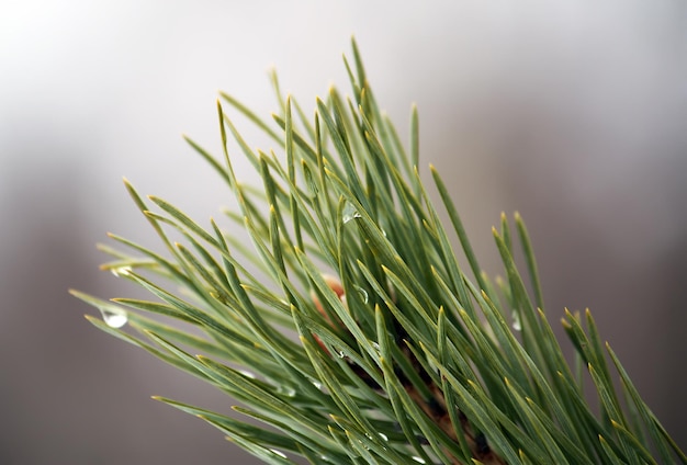 Beautiful pine tree branches