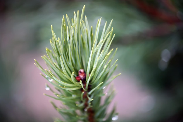 Beautiful pine tree branches