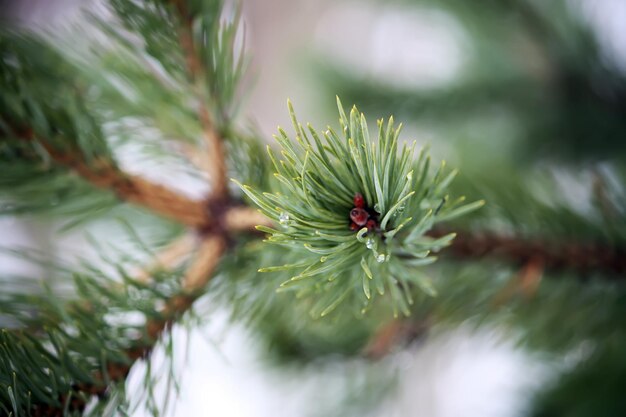 Beautiful pine tree branches