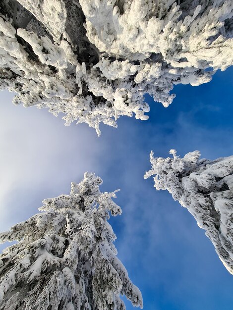 Beautiful pine tree covered with snow copy space