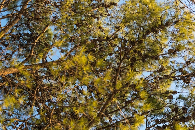 Beautiful pine trees against the blue sky on the Mediterranean coast of Croatia.