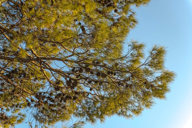 クロアチアの地中海沿岸の青い空を背景にした美しい松の木。