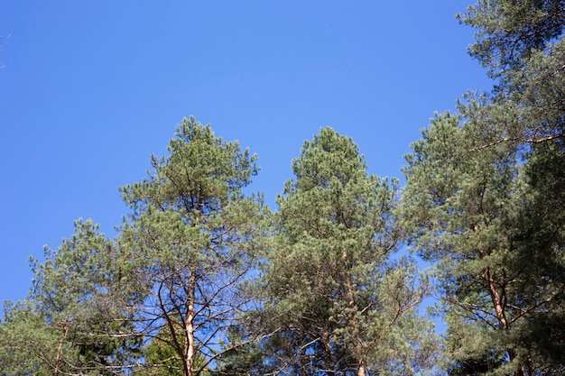 Beautiful pine trees against the blue sky, summer