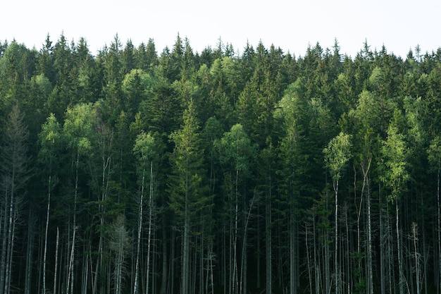 Beautiful Pine Trees On Background High Mountains