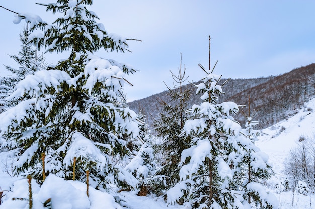 Beautiful pine trees covered with snow in winter