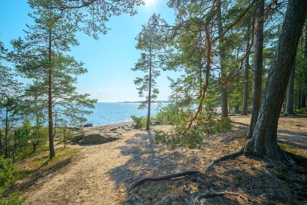 Beautiful pine trees on the sandy shore of the lake