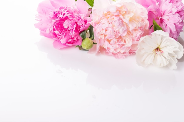 흰색 복사 공간에 있는 아름다운 분홍색과 흰색 모란 꽃은 텍스트 상단 보기 플랫 레이를 위한 것입니다.