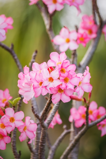아름 다운 분홍색 진달래 꽃 열 대 꽃입니다. 사막 장미