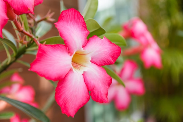 Beautiful pink azalea flowers tropical flowers