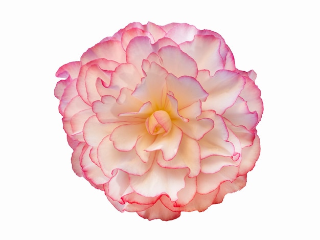 아름다운 분홍색 베고니아 꽃은 흰색 배경에 분리되어 있습니다.