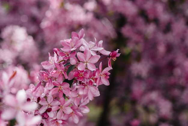 Beautiful, pink blooming Apple tree in the spring garden. Agricultural industry.