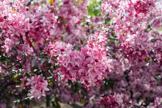 Beautiful, pink blooming Apple tree in the spring garden. Agricultural industry.