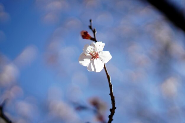 Beautiful pink blooming and charming peach blossoms in the park in spring