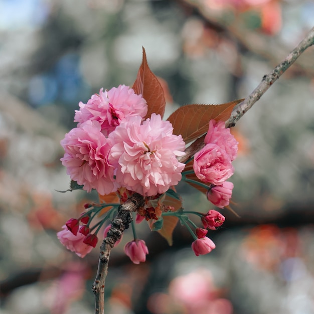 春の美しいピンクの花の花