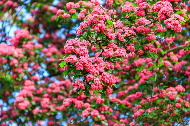 Beautiful pink blossom of hawthorn at spring