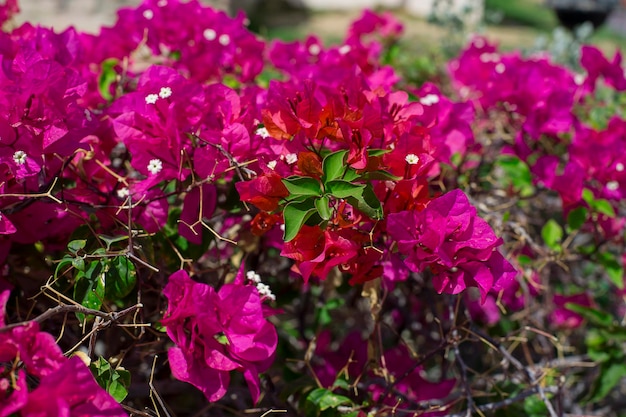 Beautiful pink bougainvillaea