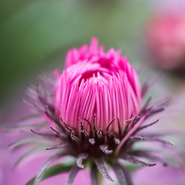 Beautiful pink bud of autumn aster in the garden